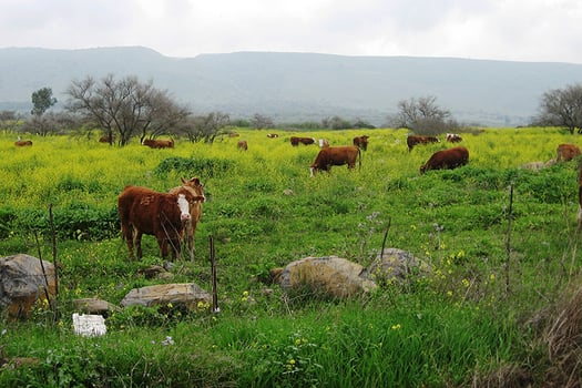 בקר במרעה, צילום: רוני סורגון